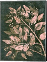 Framed Eucalyptus 1 Moss Blush