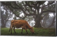 Framed Cow in the Fog