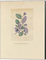 Framed Textbook Floral Pastel