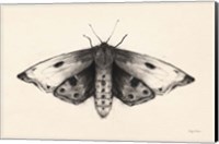 Framed Moth I