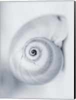 Framed Moon Snail
