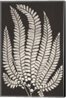 Framed Vintage Ferns II