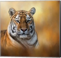 Framed Tiger Queen