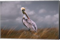 Framed Pelican Way