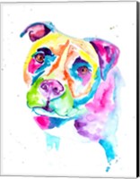 Framed Colorful Pitbull