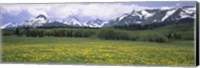 Framed Wildflowers in a field with mountains, Montana