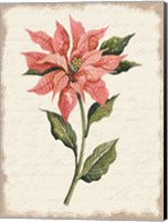 Framed Poinsettia Botanical II