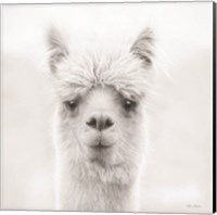 Framed Chip the Alpaca