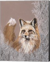 Framed Fraser the Winter Fox