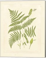 Framed Ferns with Platemark I