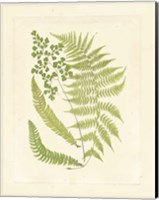 Framed Ferns with Platemark III