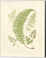 Framed Ferns with Platemark IV