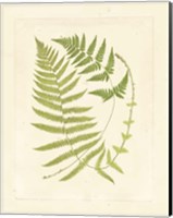 Framed Ferns with Platemark V