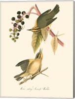 Framed Audubon's Warbler