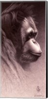 Framed Jo-Jo, the Orangutan