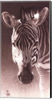 Framed Grant, the Zebra