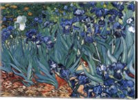 Framed Irises in the Garden, Saint-Remy, c.1889