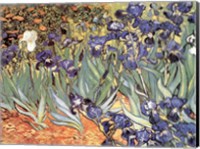 Framed Irises in the Garden, Saint-Remy, c.1889