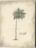 Framed Cocoa Palm