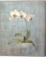 Framed Elegant Orchids II