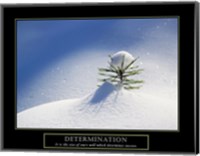 Framed Determination - Little Pine