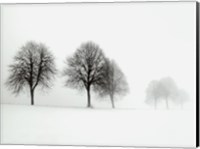 Framed Winter Trees II