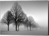 Framed Winter Trees III