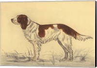 Framed Hunting Dogs-Spaniel