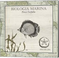 Framed Biologia Marina I