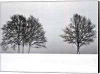 Framed Winter Tree Line II