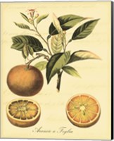 Framed 'Petite Tuscan Fruits III' border=