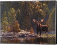 Framed North Country Moose