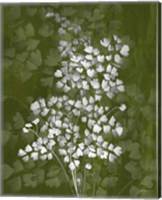 Framed 'Jewel Ferns III' border=