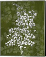Framed Jewel Ferns III