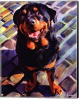 Framed Handsome Rottie