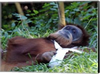 Framed Orangutan - Just about to take a nap