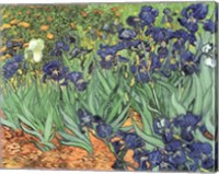 Framed Irises, 1889