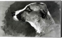 Framed Head of a Dog with Short Ears, 1879