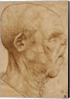 Framed Caricature of the head of an old man, in profile to the right, c.1507