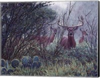 Framed Lone Star Whitetail