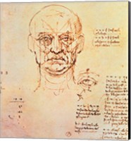 Framed Studies of the Proportions of the Face and Eye