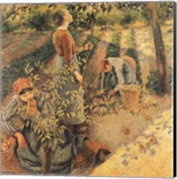 Framed Apple Pickers, 1886