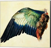 Framed Wing of a Blue Roller, 1512