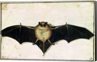 Framed Bat, 1522