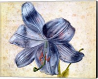 Framed Study of a lily, 1526