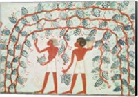 Framed Picking grapes, from the Tomb of Nakht