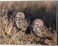 Framed Two Burrowing Owls