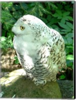 Framed Snowy Owl photo