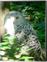 Framed Snow Owl In Woods
