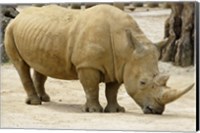 Framed African Rhinoceros